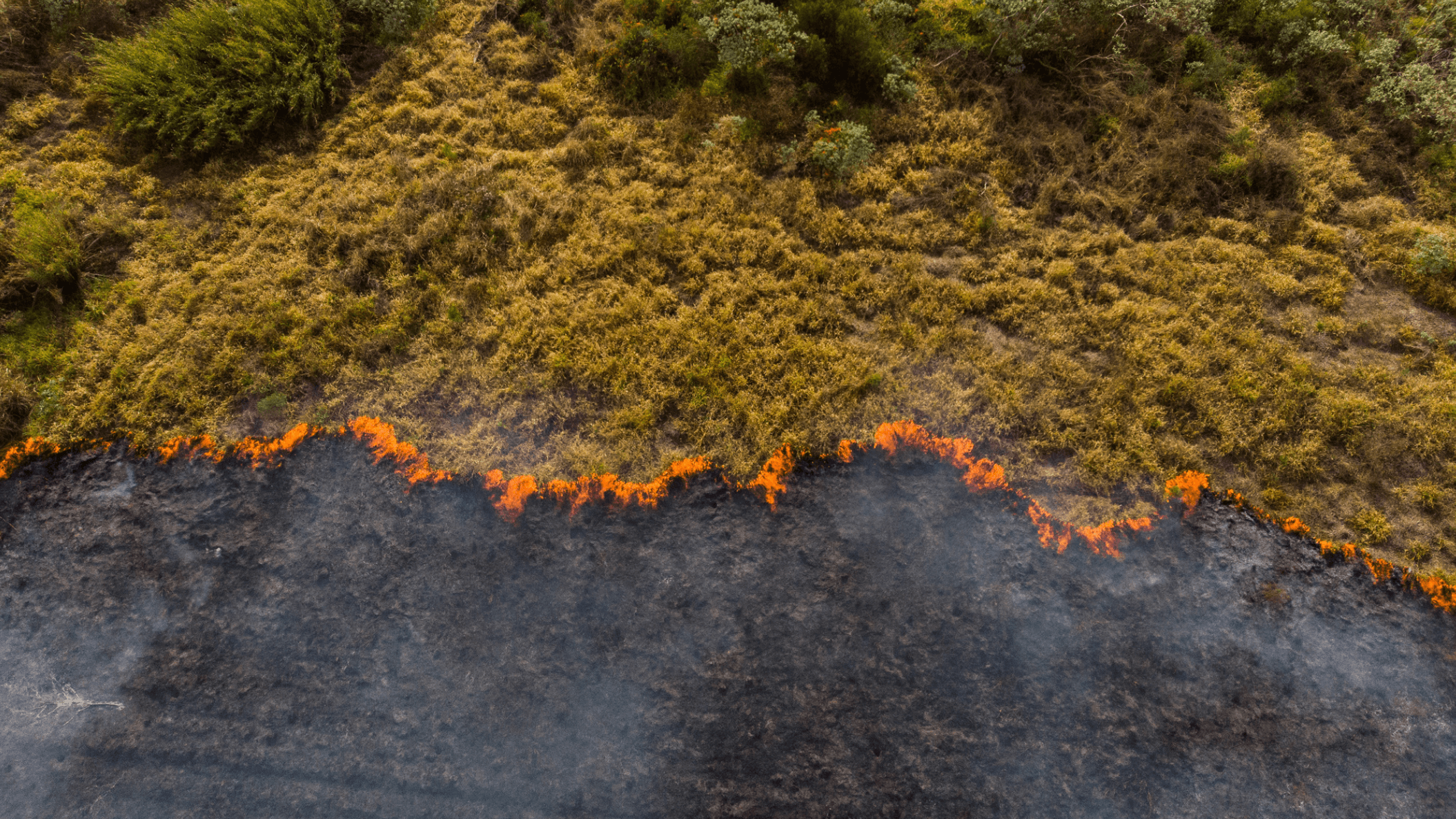 Insurance as a Catalyst for Nature-based Solutions (NbS)